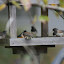 Chickadees and such