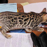 Niña on desk