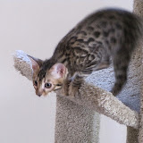 Niña preparing for jump