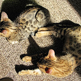 Sleeping in the sun 2/19