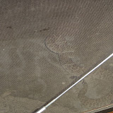 Rattlesnakes