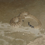 Close-up of angry rattler 11/13