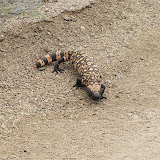 Gila Monster