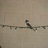 Flycatcher visiting under porch 5/29