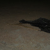 Close-up view of Steve's  'buddy'