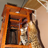 Leapin' leopards 3/5