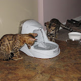 Trying our new water fountain 3/6