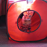 Macho in his cube with light behind 3/7