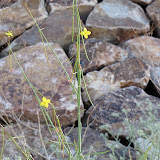 Columbine 4/15