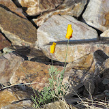 Mexican Gold Poppy - before sun opens it up 3/25