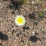 Desert Dandelion/Yellow Compositacea 4/3
