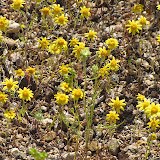 Unidentified tiny yellow flowers 4/3