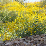 View of Brittlebush up hill 4/15