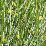 Hopi Tea blooms, close-up 4/15