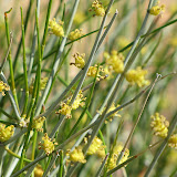 Hopi Tea blooms, zoom-in 4/15