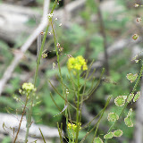 Sand Fringepod, AZ Trail 4/16