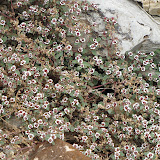 Smallseed Sandmat- AZ Trail