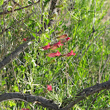 Twining Snapdragon 4/12