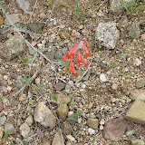 Firecracker Penstemon - close up - AZ Trail 4/16
