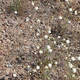 Estevan's Pincushion 4/3