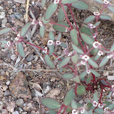 Rattlesnake Weed 4/15