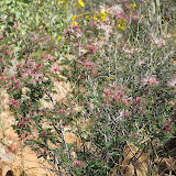 Fairy Duster bush 4/15