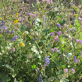 Poppies, Scorpionweed, Chia and Lupine 3/25