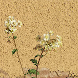 Brown Eyes 4/15  near new house