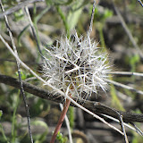 Dandelion,  4/14 - Mammoth Wash