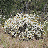 Desert Zinnia 4/15