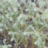 Wing-Nut Cryptantha 4/15