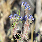 Scorpionweed - zoom view 4/12
