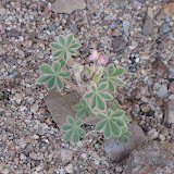 Bajada Lupine 4/12