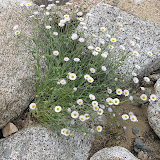 Spreading Fleabane - AZ Trail 4/16