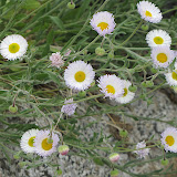Spreading Fleabane close-up - AZ Trail 4/16