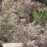 Dalea, Buehman Canyon 4/22
