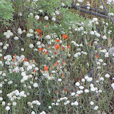 Desert Globe Mallow and xx 4/10