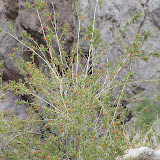 Thurber's Desert Honeysuckle - Buehman Canyon 4/22