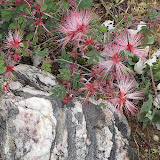 Fairy Dusters next to cool rock -AZ Trail 4/16