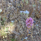 Miniature Woollystar (light blue in background) 4/15