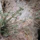 Unidentified - Buehman Canyon 4/22