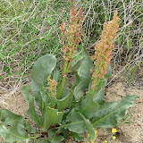 Canagiare Dock - Tucson Wash 4/16