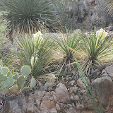 Blooming Banana Yucca - Buehman Canyon 4/22