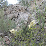 Blooming Banana Yucca in Buehman Canyon 4/22