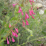Desert Penstemon 2 -Buehman Canyon 4/22