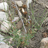Texas Toadflax, Buehman Canyon 4/22