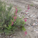 Desert Penstemon - Buehman Canyon 4/22