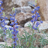 Lupine 4/15