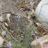 Texas Toadflax, Buehman Canyon 4/22