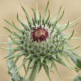 Ants on unopened  New Mexican Thistle - AZ Trail 4/16